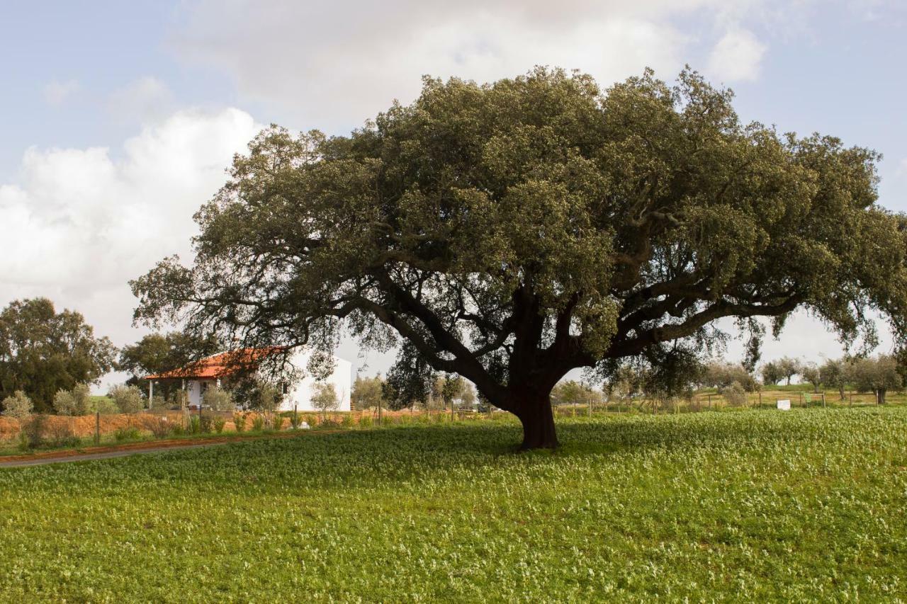 Monte Quinta Verde Ferreira Do Alentejo Buitenkant foto