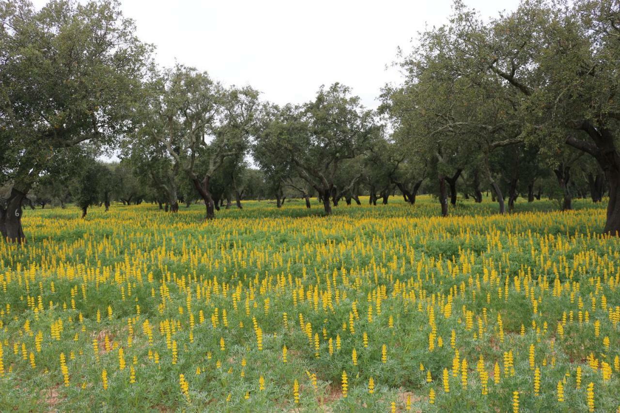 Monte Quinta Verde Ferreira Do Alentejo Buitenkant foto